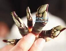 恶魔爪子